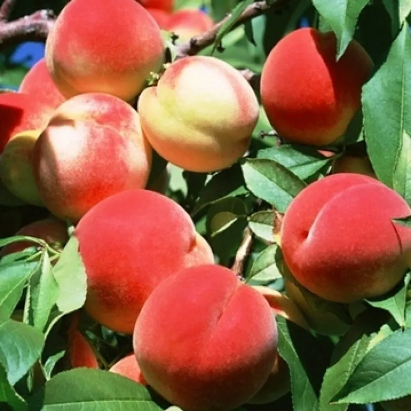 Червонощокий