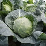 Фото Хонка F1 / Honka F1