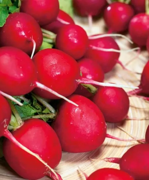 Редис Дієго