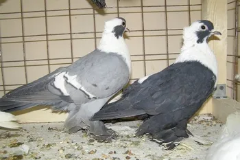 Породи голубів Воронезький Білозобий