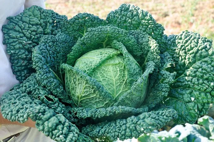 Капріцціо F1 / Capriccio F1