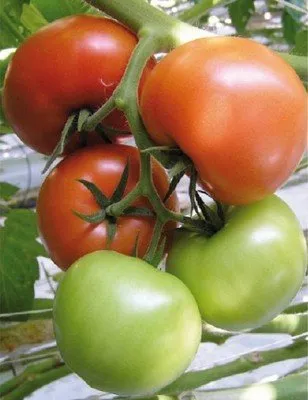 Джеронімо F1 / Zheronimo F1