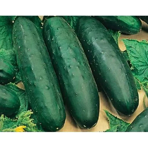 Понтія F1 / Pontia F1