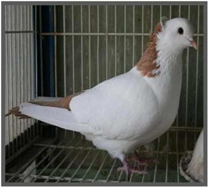 Вірменський бійний