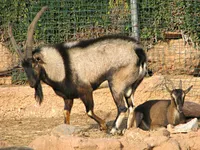 Фото Крі-крі