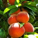 Фото Сувенір