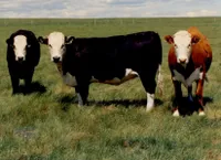 Фото Хейс Конвертер (Hays Converter)