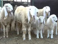 Фото Лохі (Lohi)