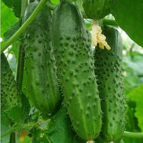 Гравіна РЦ F1 / Gravina RZ F1