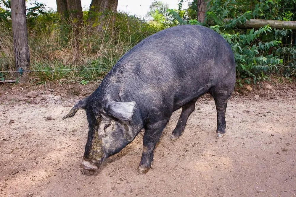 Мулфоут (Mulefoot)