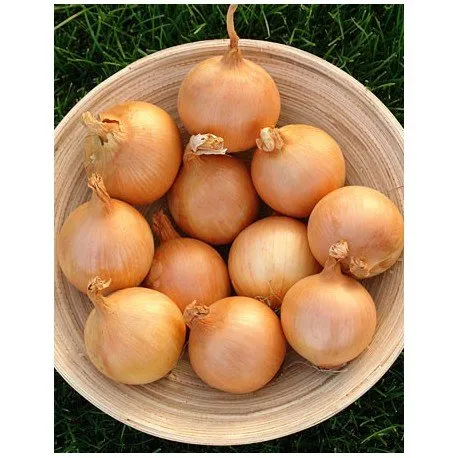 Блустер F1 / Blooster F1