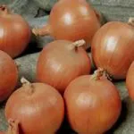 Фото Кортленд F1