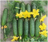 Фото Чисті ставки F1