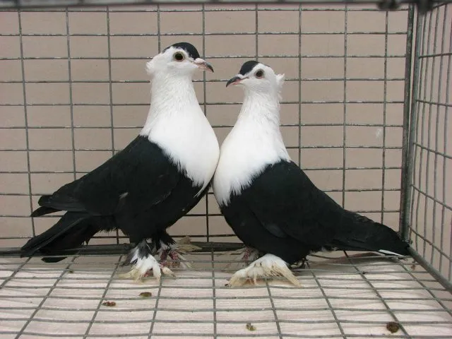 Київський світлий