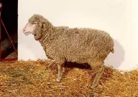 Фото Gentile di Puglia