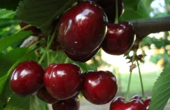 Сорти черешні Регіна
