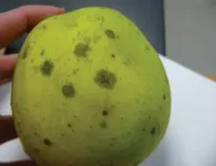 Фото Сажистий наліт плодів