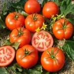 Фото Ельпіда F1