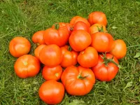 Фото Ураган F1