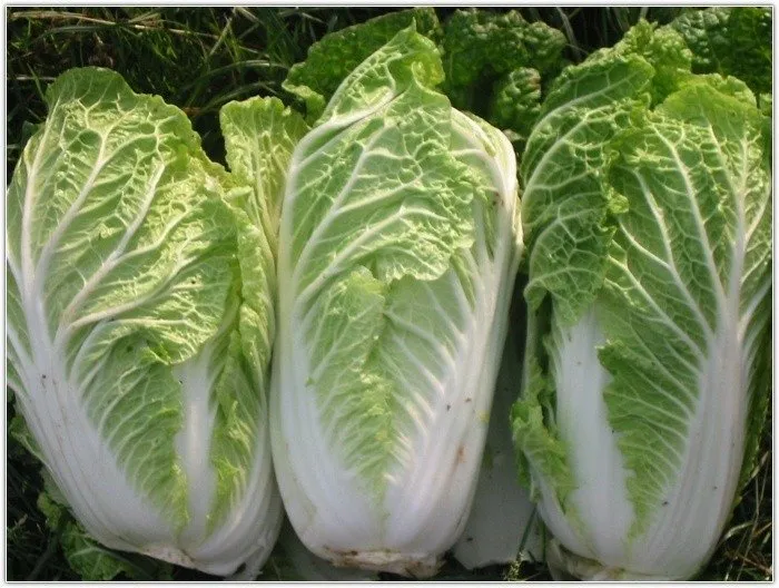 Білко F1 / Bilko F1