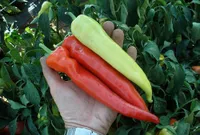 Фото Семарог / Semaroh