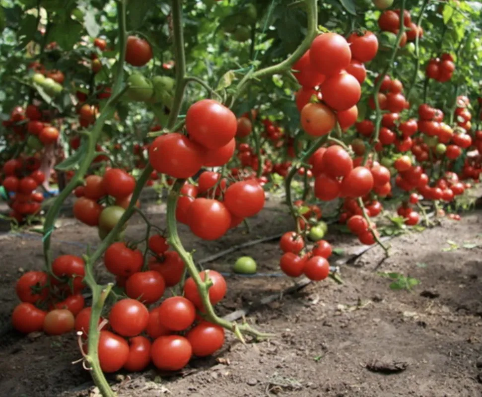 Еволюшн F1 / Evolution F1