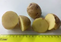 Фото Леоні / Leoni