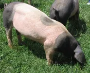 Фото Швейцарська