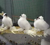 Фото Саксонський з плямкою