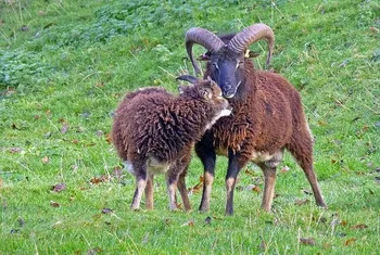 Породи овець Соуй (Soay)