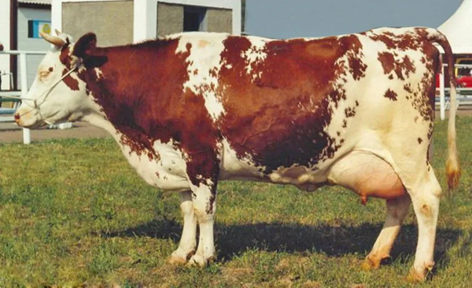 Українська червоно-ряба