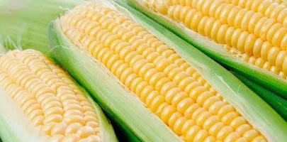 Йоги КС / Yogi CS