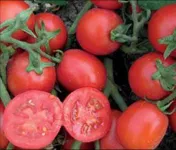 Фото Роста F1 (CRX 71777) / Rosta F1