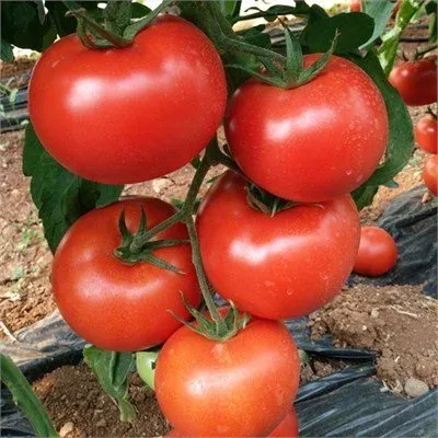 Діадема F1 / Diadem F1