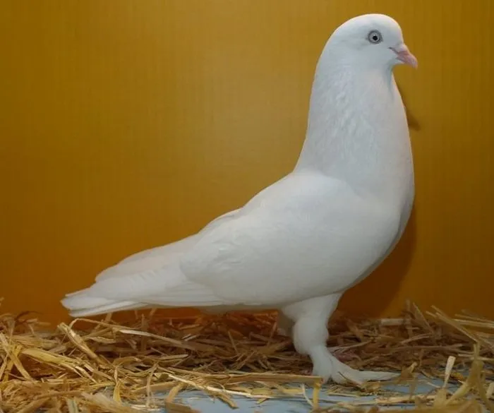 Бергенський турман