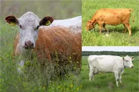 Фото Фінська