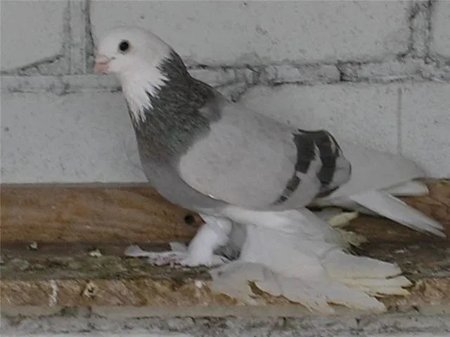 Моздокський