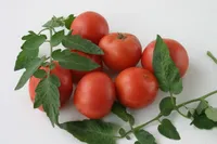 Фото Харнащь