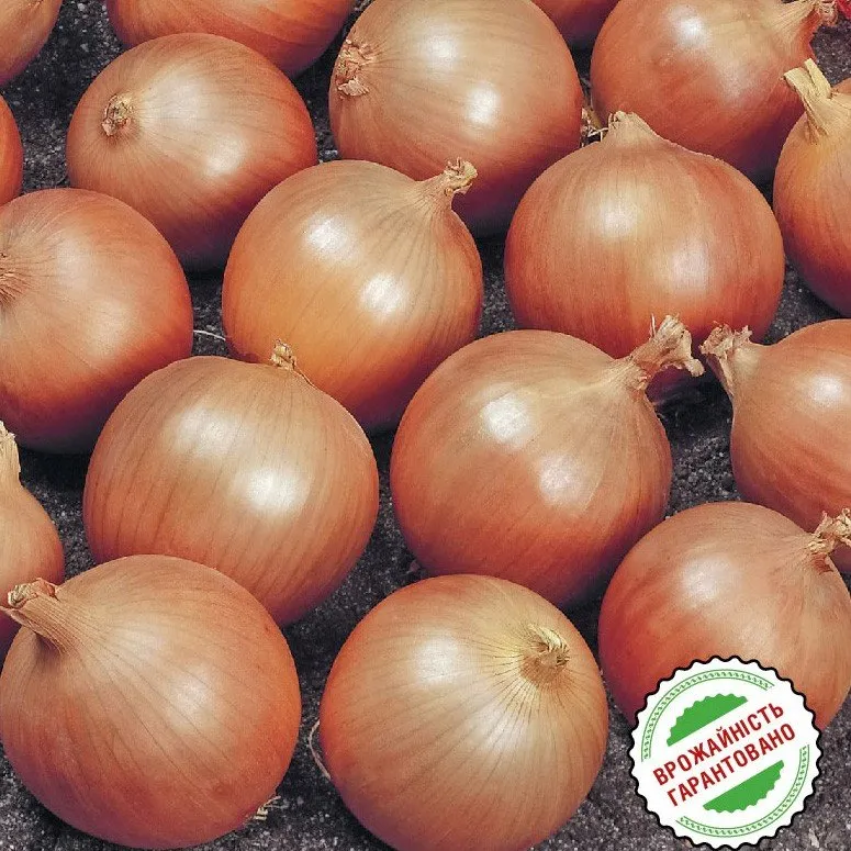 Тамара F1 / Tamara F1