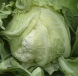 Фото Сантамарія РЦ F1 / Cantamaria RZ F1