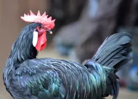 Фото Барбезьо