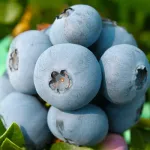 Фото Аврора