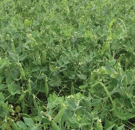 Карина / Karina