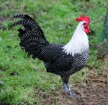 Фото Брекель (Кампін)