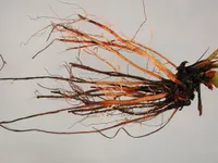 Фото Коренева гниль полуниці