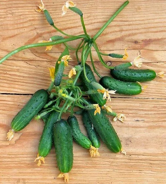 Міський огірочок F1