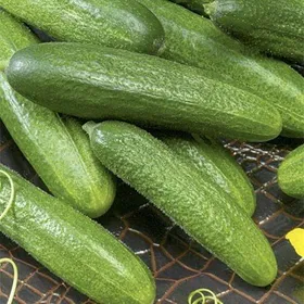 Сорти огірків Моніка F1