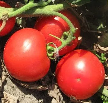 Тіпо F1 / TipoF1