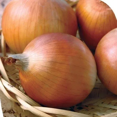 Маркет F1 / Marquette F1