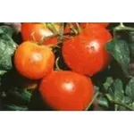 Фото АЛЛА-2 F1